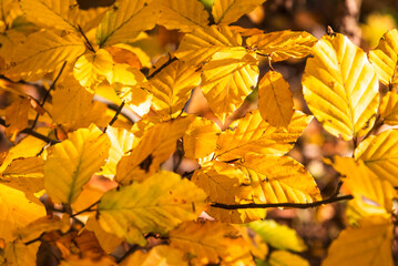Golden-yellow beech leaves (Fagus sylvatica) cover branches in a Polish forest.