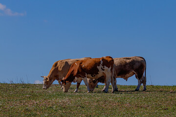 three cows in a field