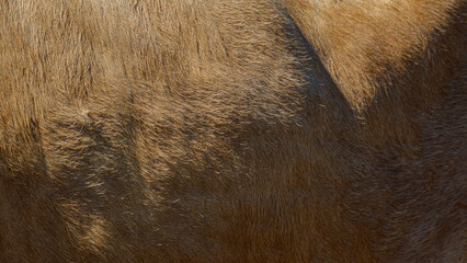 close up of fur texture