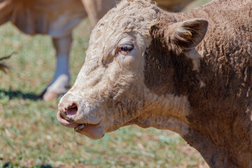 portrait of a young domestic bull