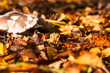 Obraz premium Mushrooms emerging on an autumn forest floor in Poland. The scene is filled with fallen leaves in shades of brown and yellow, creating a natural, earthy backdrop. 