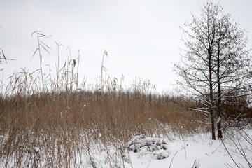 Snow covers a tall stand of reeds and a bare trees in a quiet winter scene