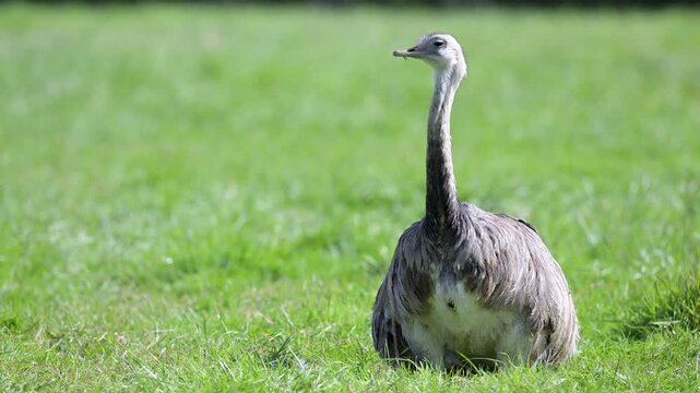 Portrait of a Lesser rhea sitting in the grass and observing in a plain. Pterocnemia pennata, R&eacute;serve de la Haute-Touche, Azay le Ferron, Indre 36, r&eacute;gion Centre Val de Loire, France, Europe