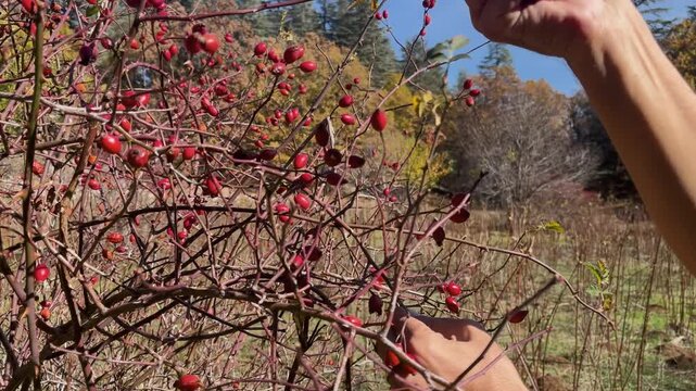 A man picking ripe, bright red dog rose (Rosa canina) berries from a bush with his hands. Time for healing and harvest.