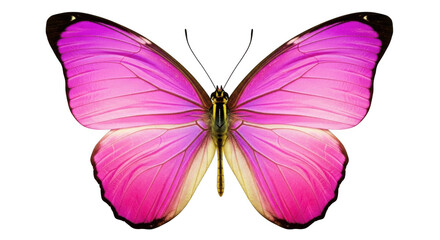 Butterfly isolated on transparent background