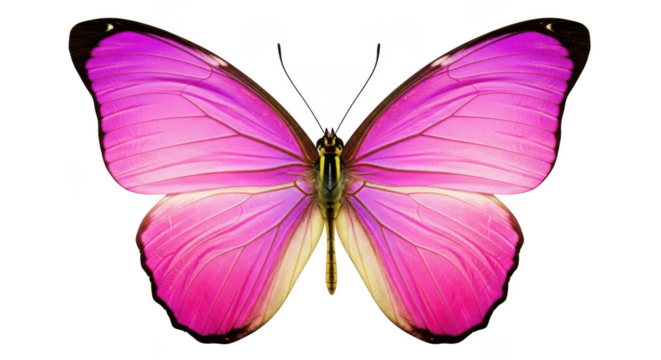 Butterfly isolated on transparent background - Powered by Adobe