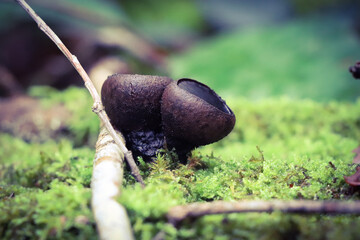 Bulgarie salissante en forêt
