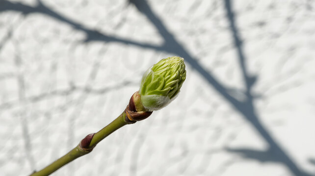 Close-up of a green tree bud on a branch in sunlight - Powered by Adobe