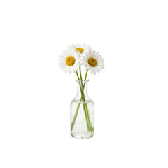 Fototapeta premium Elegant Daisies in Clear Glass Vase, A Timeless Floral Display with Minimalist Simplicity
