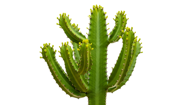 Green succulent cactus plant with multiple arms isolated on transparent background