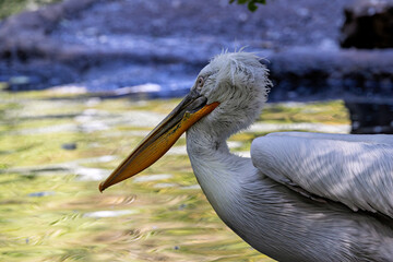 Dalmatian Pelican (Pelecanus crispus) in Eurasian wetland lake habitat