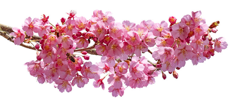 Cerisier du Japon en fleurs	