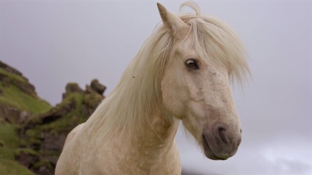 Icelandic White Horse Portrait with Long Mane near Rocky Cliffs Iceland