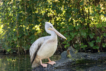 Dalmatian Pelican (Pelecanus crispus) in Eurasian wetland lake habitat