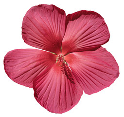 Fototapeta premium Fleur d'Hibiscus moscheutos