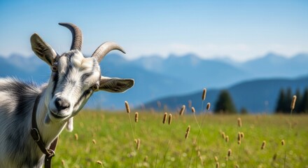 Curious goat portrait in mountain meadow