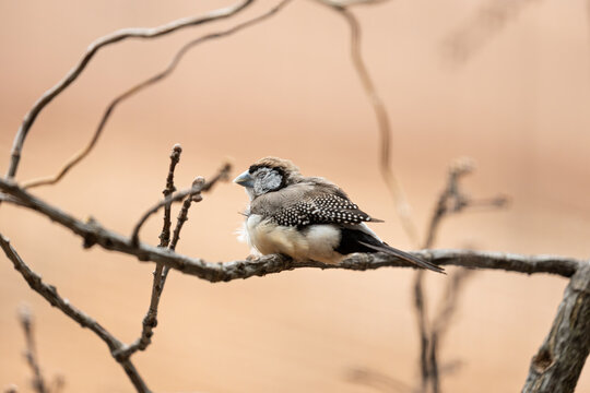 Double-barred Finch (Stizoptera bichenovii) in dry grassland and open woodland Australia