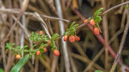 The tiny Galium hypocarpium flowers growing in a forest, in a farm in the eastern Andean mountains of central Colombia, near the town of Villa de Leyva.