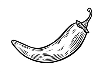 Hand drawn chili pepper, monochrome engraving, line art style vector illustration