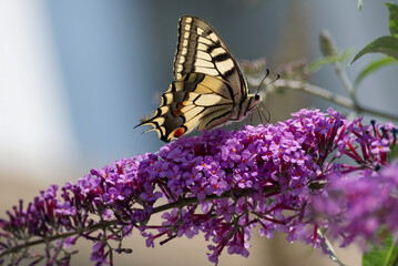 Old World Swallowtail or common yellow swallowtail (Papilio machaon) sitting on summer lilac in Zurich, Switzerland