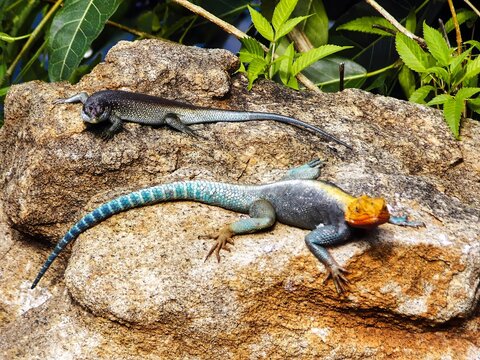 Tiere, Echsen, Afrika, Safari 