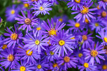 Fototapeta premium Blühende Herbstastern