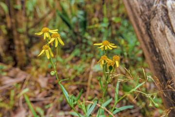 The wildflowers of the groundsel plant, growing in a garden in the eastern Andean mountains of central Colombia, near the town of Villa de Leyva.