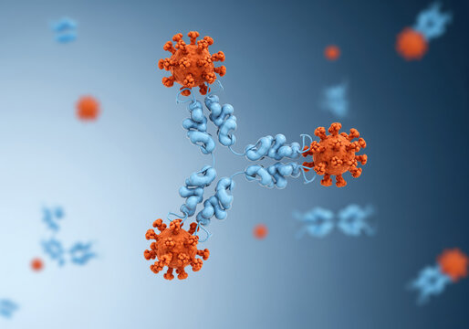 Antibody and Antigen Interaction