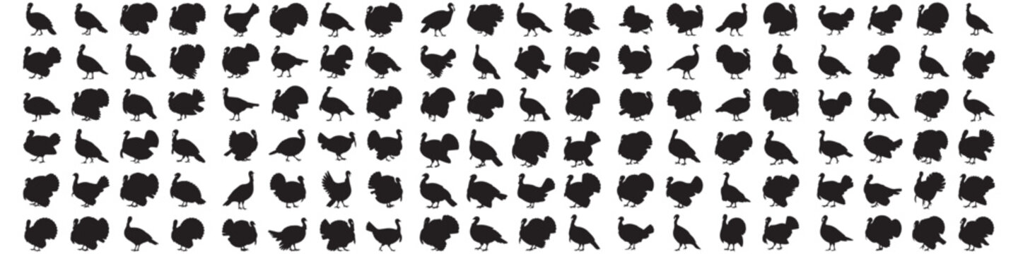 set of turkey bird silhouette vector template. Vector Black silhouettes. with white background