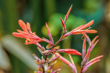 The florescence of an exotic Indian shot plant, illuminated by the morning sunlight, in a farm in the eastern Andean mountains of central Colombia, near the Iguaque natural reserve.
