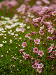 Fototapeta premium Close-up of pink and white blooming flowers on a green meadow in spring. Beautiful floral background with soft focus and natural light.