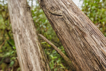 Segment of two dried agave masts leaning against a tree, in a farm in the eastern Andean mountains of central Colombia, near the town of Villa de Leyva.