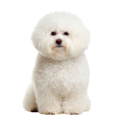 Fluffy White Dog Posing Calmly Against a Plain Background in a Bright Indoor Setting.