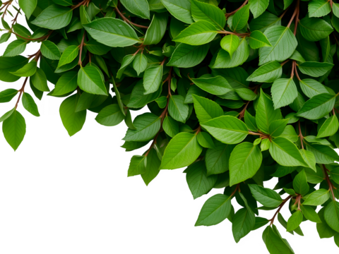 Abundant lush green leaves on branches filling the upper right quadrant against a black backdrop foliage transparent background
