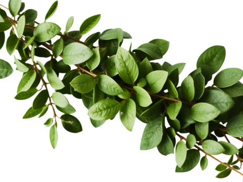 Green plant stem with lush leaves against black isolate foliage nature botanical growth fresh organic