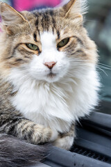 Close-Up Portrait of a Sweet Gray and White Cat