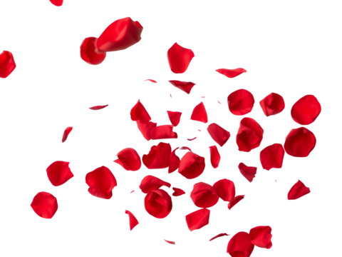Scattered red rose petals floating in motion isolate scattering falling flower romantic bloom delicate