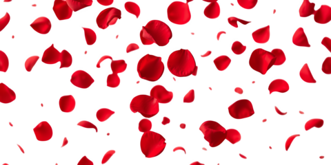Scattered Red Rose Petals Fall In A Randomized Pattern Against A Stark Transparent Background Isolate Falling