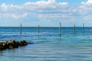 Pelicans Perched on Posts at Holmes Beach