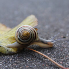 snail over leaf crossing the sidewalk