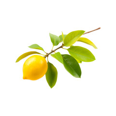 Obraz premium A single ripe yellow lemon attached to a branch with vibrant green leaves isolate fruit citrus fresh