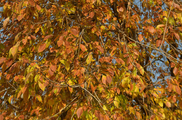 Red tree against blue sky