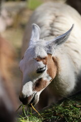 Obraz premium A Llama Grazing on Fresh Green Grass