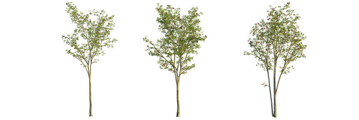 Magnolia liliiflora tree, front view, cutout, transparent background, isolate, Hawthorn trees with small red flowers ready for your landscape designs © DH Tree Stock