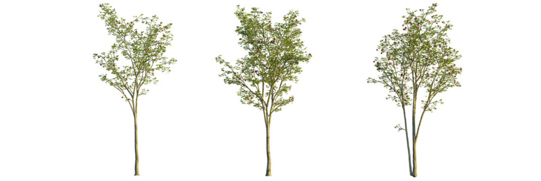 Magnolia liliiflora tree, front view, cutout, transparent background, isolate, Hawthorn trees with small red flowers ready for your landscape designs