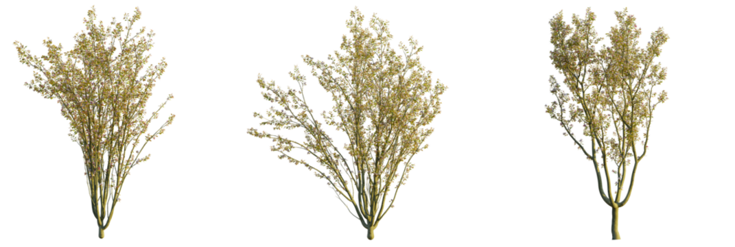 Malus micromalus tree, front view, cutout, transparent background, isolate, Beautiful flowering trees collection for landscape design ideas