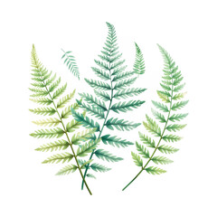 Fototapeta premium Cluster of delicate fern fronds with green and blue hues isolate leaf plant foliage nature botanical