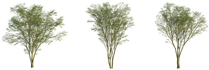 Carpinus turczaninowii tree, front view, cutout, transparent background, isolate, Set of three...