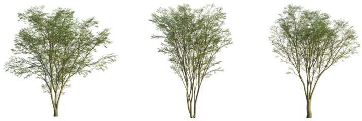 Carpinus turczaninowii tree, front view, cutout, transparent background, isolate, Set of three trees with leafy green foliage for landscaping designs