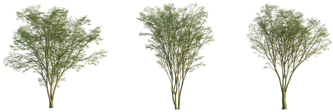 Carpinus turczaninowii tree, front view, cutout, transparent background, isolate, Set of three trees with leafy green foliage for landscaping designs - Powered by Adobe